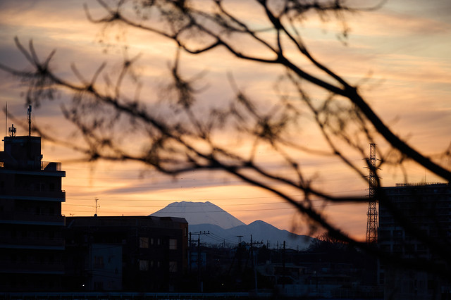Persian Lilac and Mount Fuji: A shift in focus