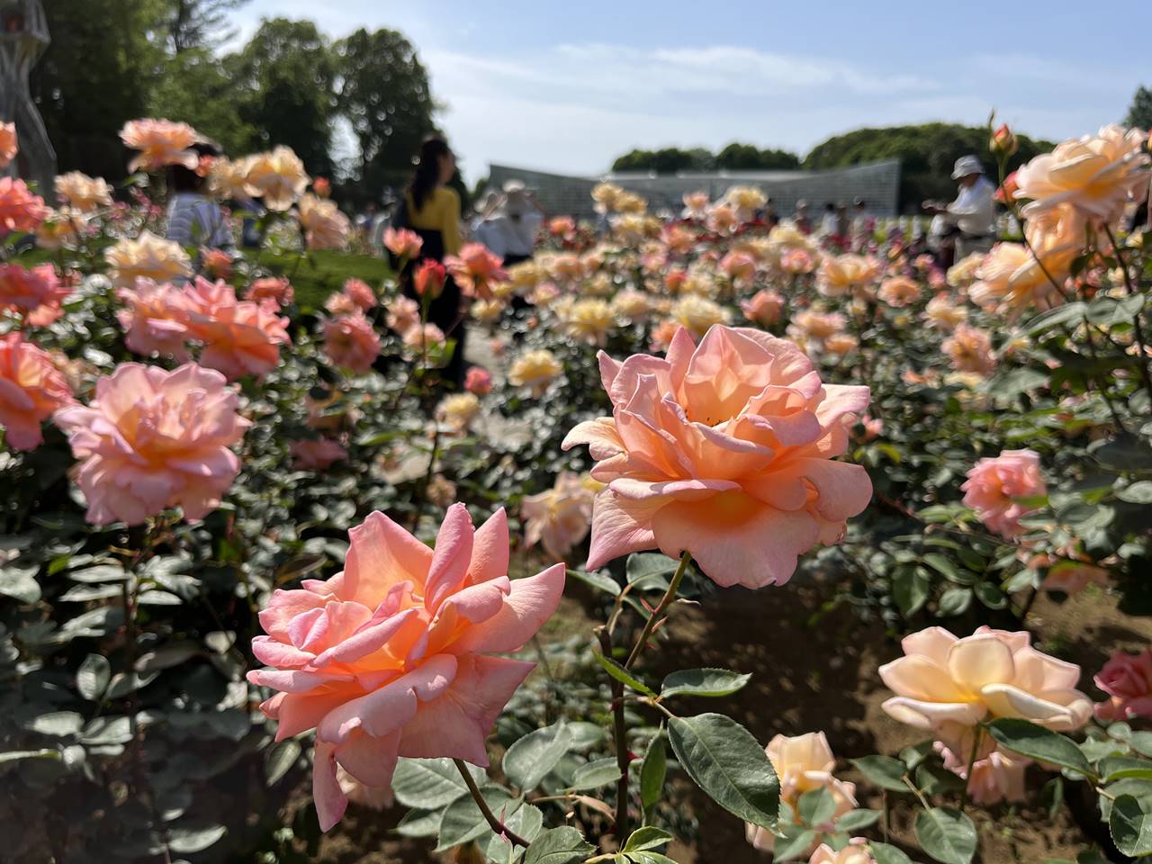 神代植物公園 満開のバラ園 見頃を迎えた多種多様な薔薇