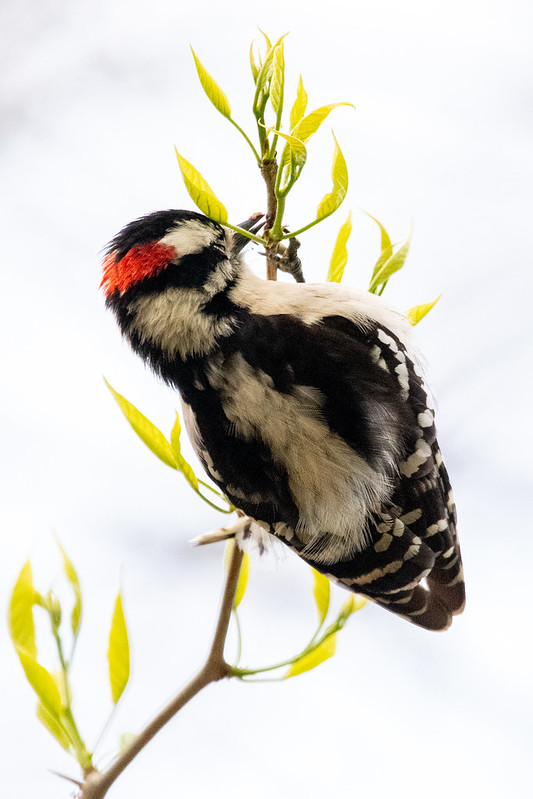 downy-woodpecker-7274