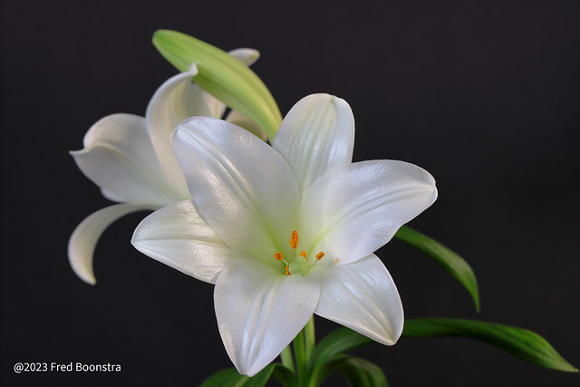 These white lilies for the livingroom.