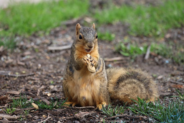 Fox Squirrels in Ann Arbor at the University of Michigan on May 1st, 2023