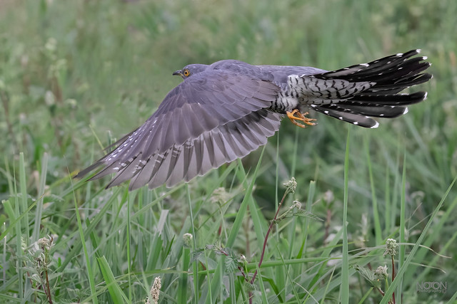Cuckoo, Male, Cuculus, ‘Here for the summer’ North Yorkshire.
