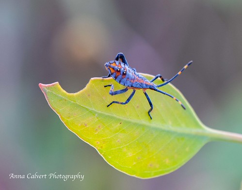 Australian Insects | Crusader Bug | Anna Calvert | Flickr