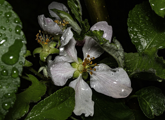 Apple blossom under the rain