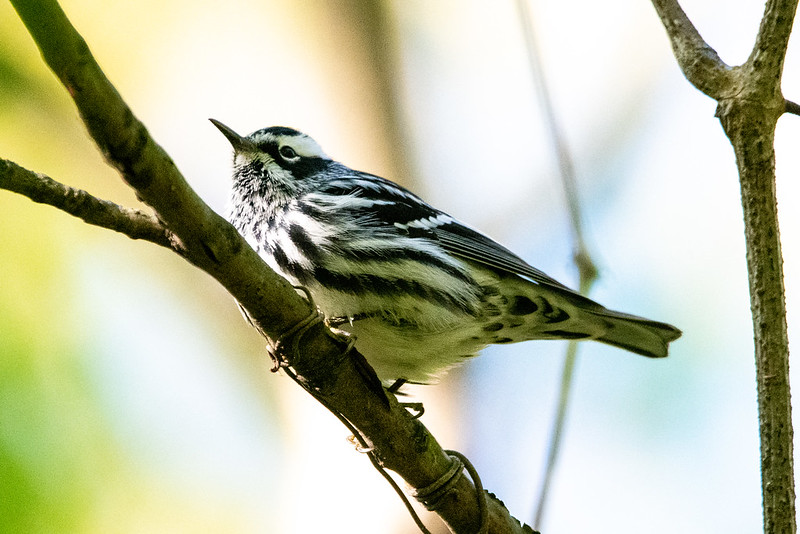 black-and-white-warbler-7058