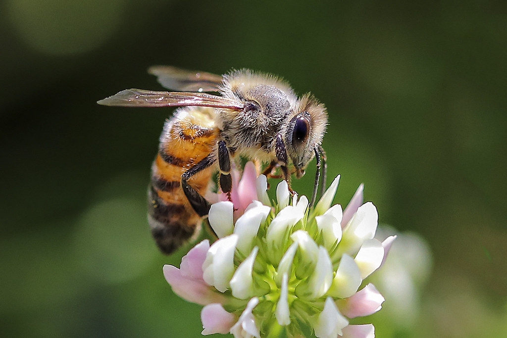 Bee on clover flower