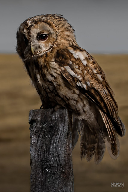 Tawny Owl, Strix aluco, 'Portrait on a post’...The Silent Hunter.