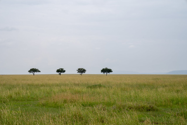 Four lone trees, spaced perfectly evenly apart, in the plains of Serengeti National Park Tanzania