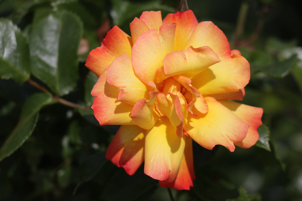rose épanouie | Sylvie Granat | Flickr