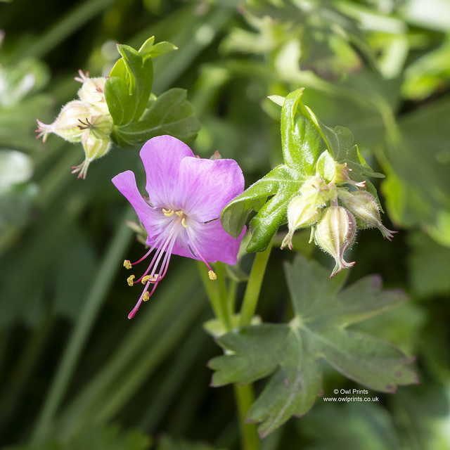 Geranium × cantabrigiense 'Westray'