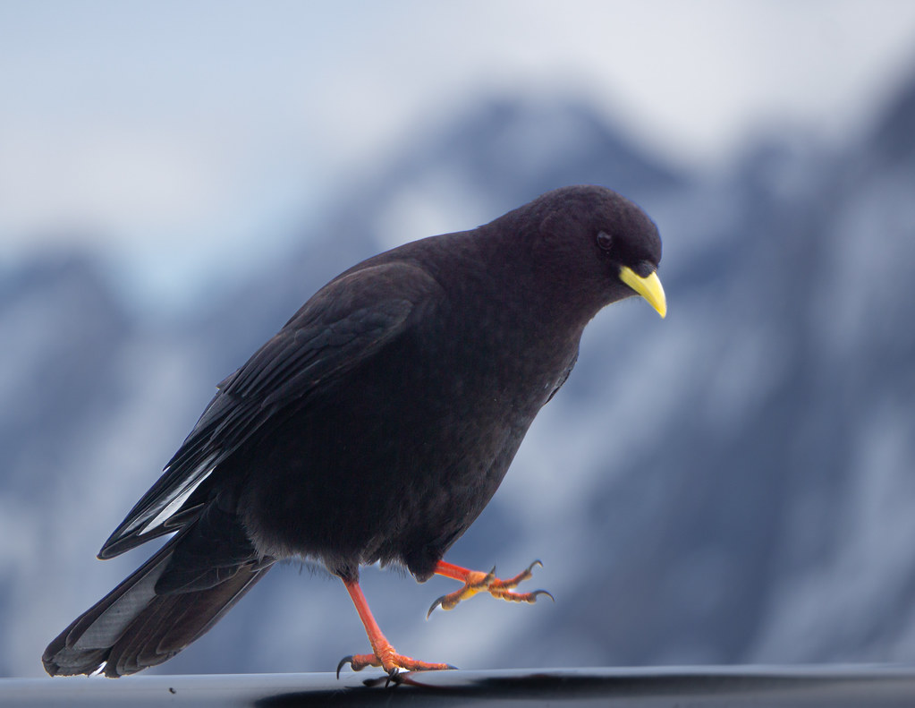 I was quite chuffed to spot this Alpine Chough. | Swiss Alps… | Ian ...