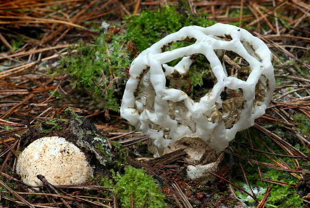 Basket Fungi.