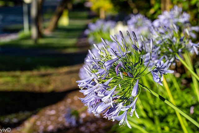 At dawn on a sunny summer morning, beautiful Agapanthus blooms galore. They have funnel-shaped or tubular flowers, in hues of blue to purple, shading to white.