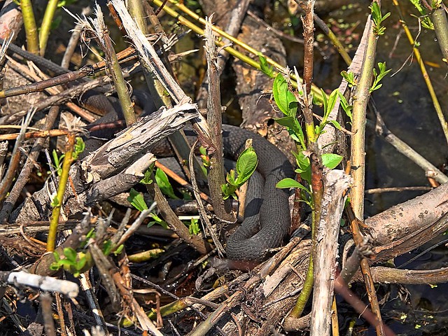 Mating Northern Water Snakes  (heads not seen as they wwere hiding their heads from the briGht suns rays