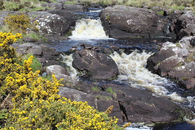 Saturday 6th May 2023. Spring gorse in bloom at Screebe Waterfall, Connemara, Co Galway, Ireland.