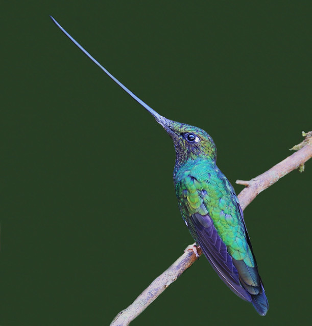 Sword-billed hummingbird / Colibri porte-épée ( Diane )