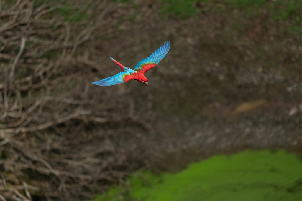 Macaw Over Mossy Swamp