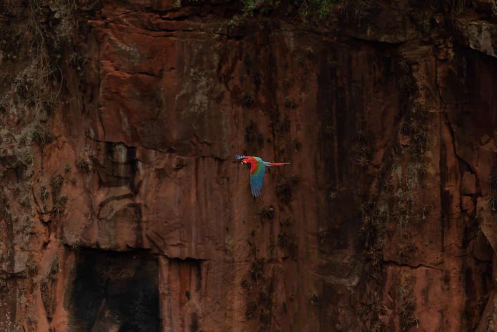 Scarlet Macaw & Cliffs