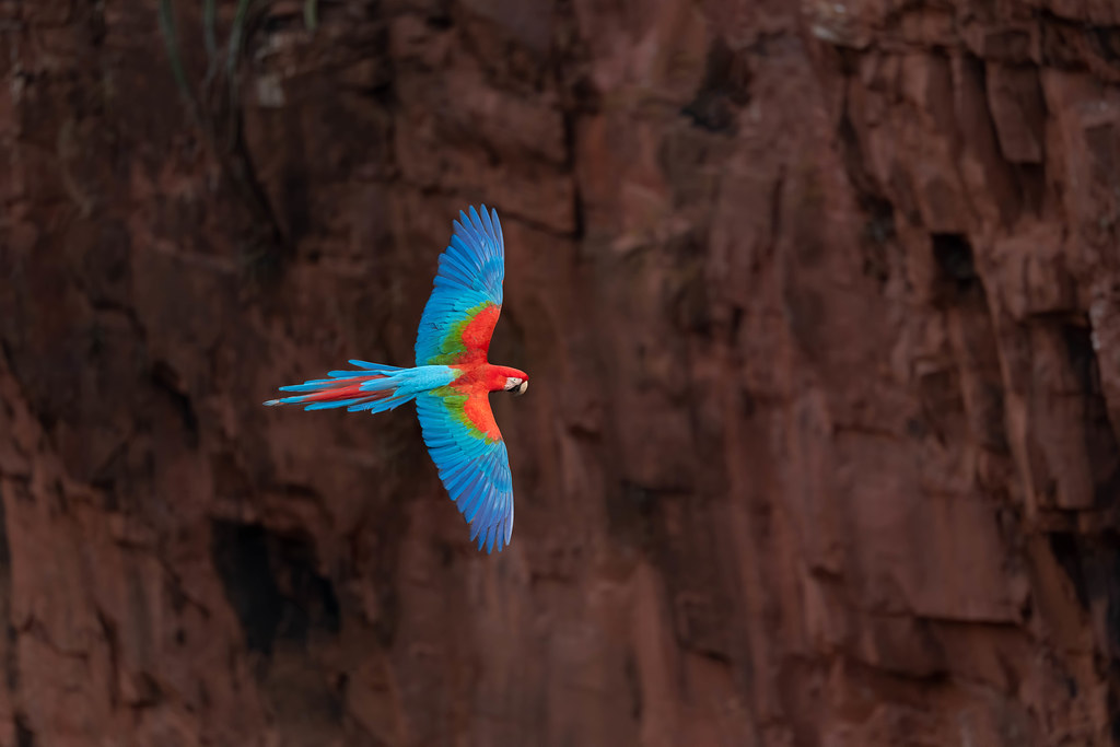 Scarlet Macaw Fly-By