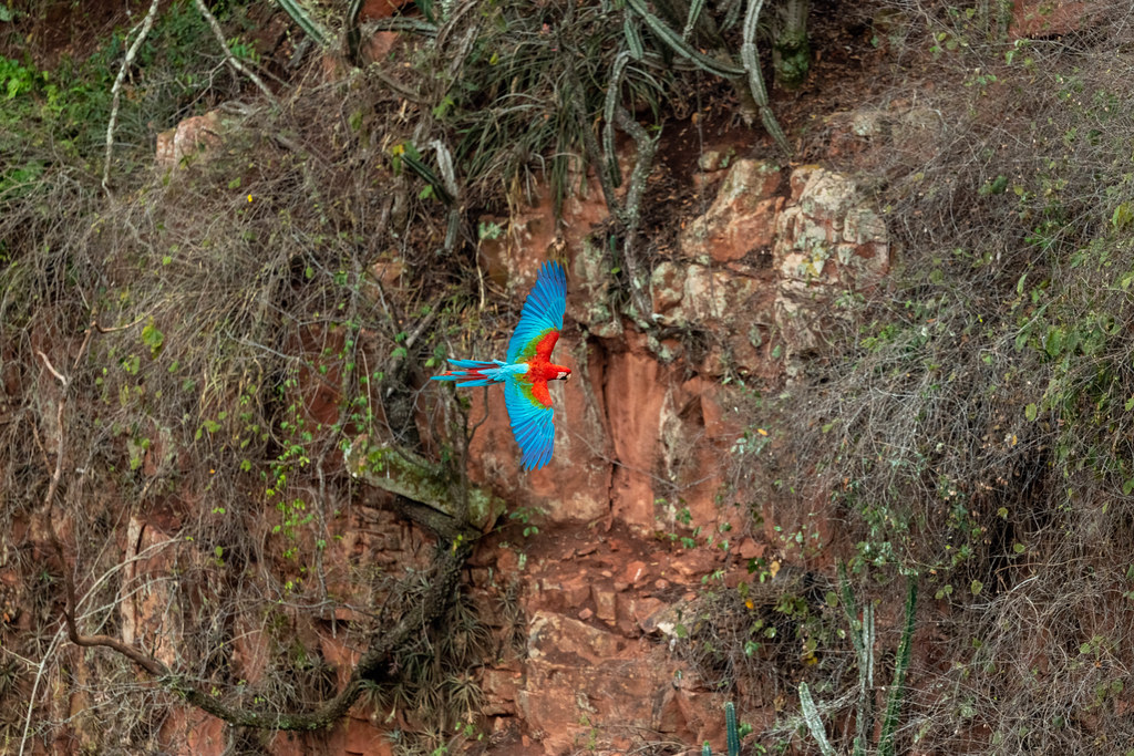 Macaw Returning To Nest