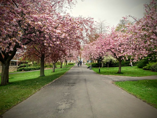 Under the blossom trees
