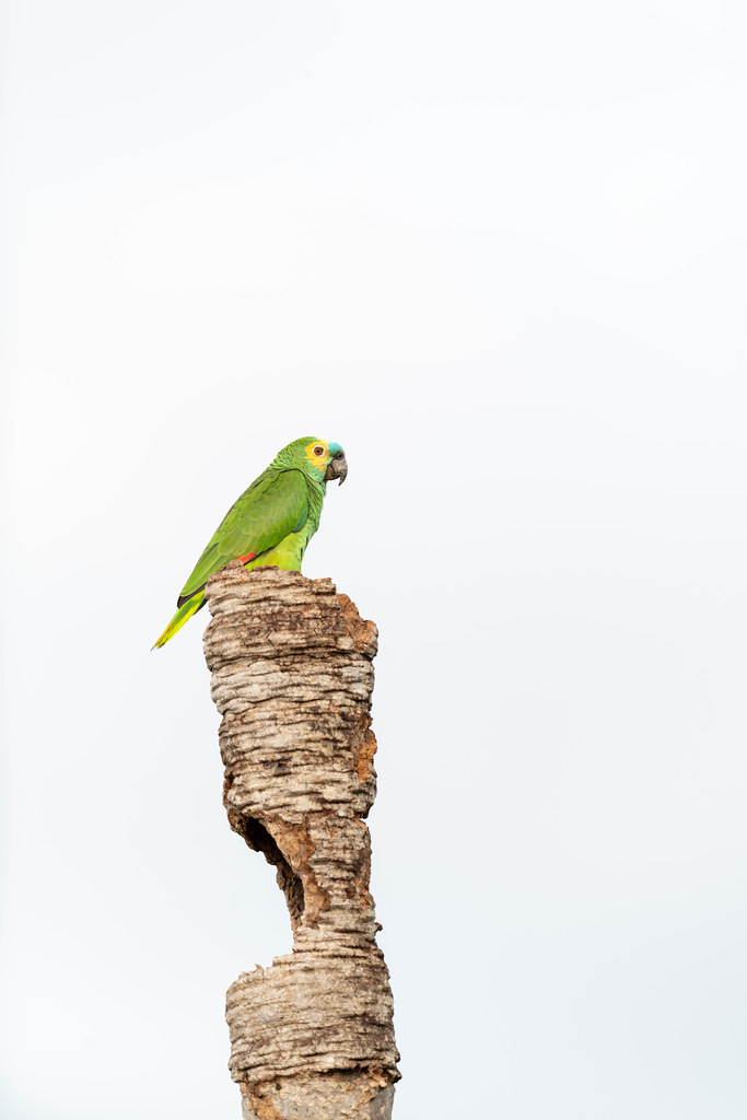 Blue-Fronted Amazon On Tree Trunk