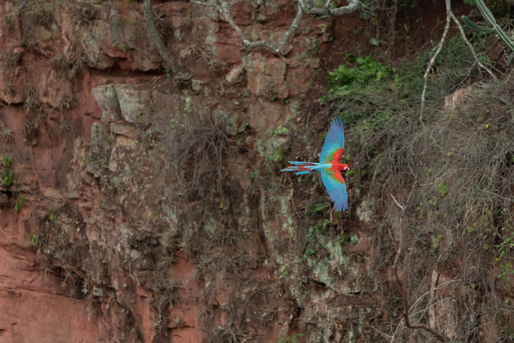 Macaw Returning To Nest 2