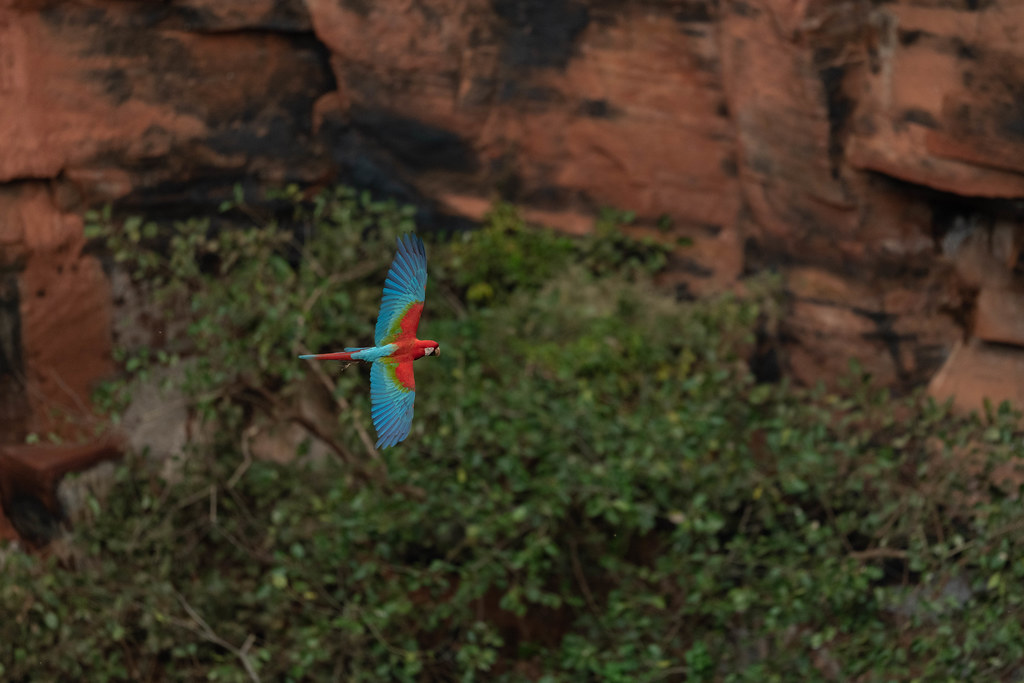 Macaw Over Greenery