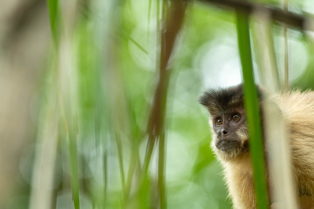 Capuchin Monkey Looking Through Leaves