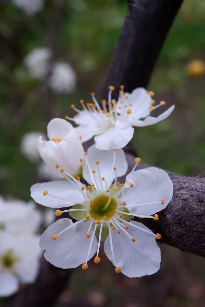 Plum blossom زهر البرقوق