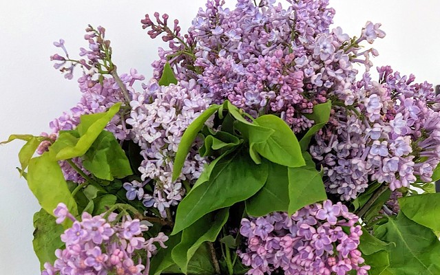 fiori di serenella -  lilac flowers