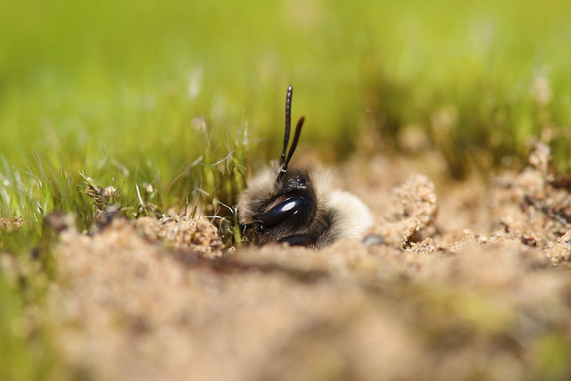 Grey-backed Mining Bee (Andrena vaga)