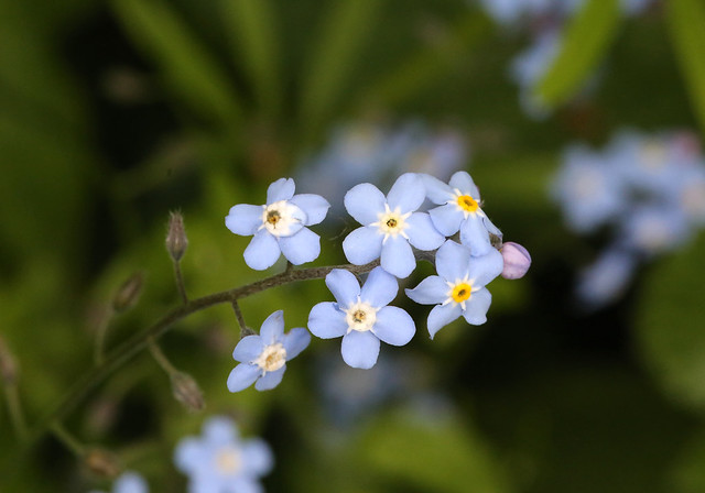 Forget-me-not (2)
