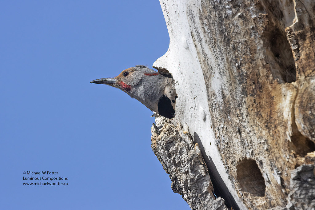 Northern Flicker male at nest cavity