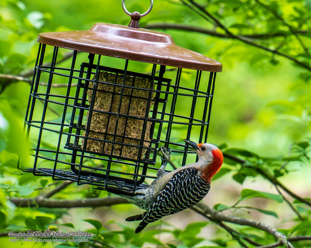 Red-bellied Woodpecker [Melanerpes carolinus]