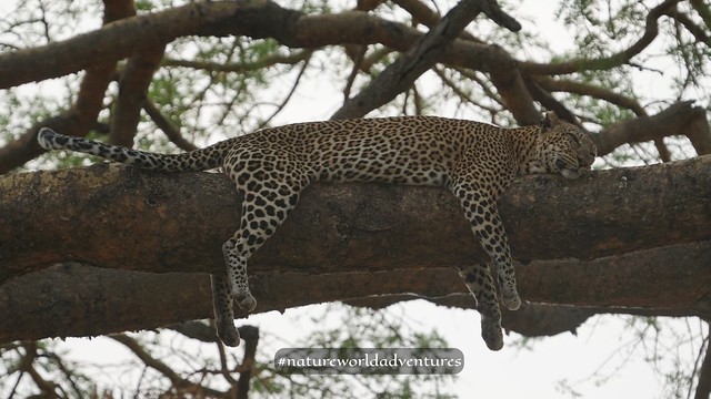 Leopard resting on a tree branch