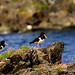 Paired-up Oystercatchers and Sea Pinks