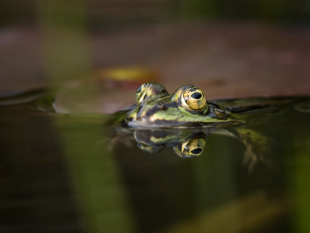 Frösche und Spiegelungen, Frogs and reflections
