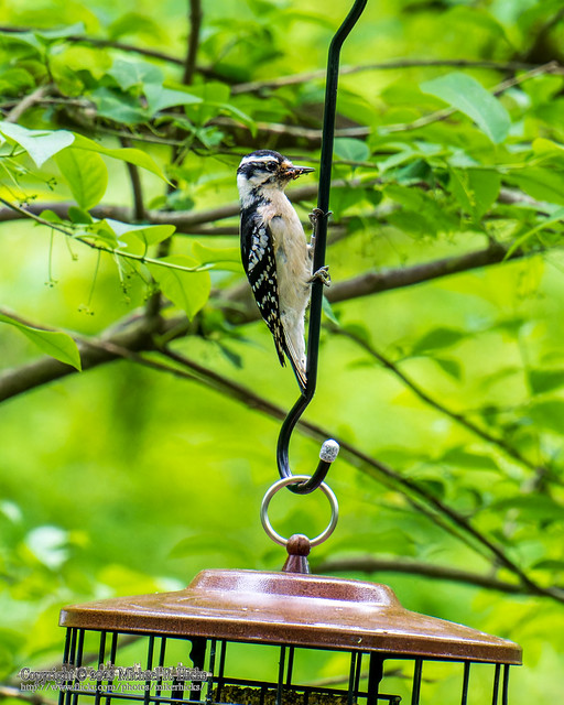 Downy Woodpecker [Dryobates pubescens]