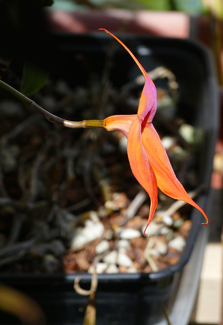 Masdevallia veitchiana ('Pacific Giant' x 'Bolin') species orchid