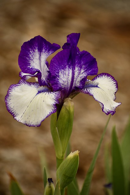“Chase your dreams with passion, just like an iris that reaches towards the sky.”