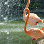 Magic Flamingos                                