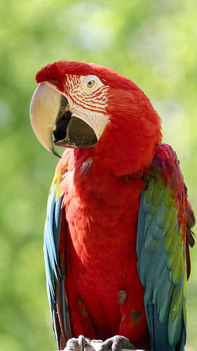 Parrot Portrait                                