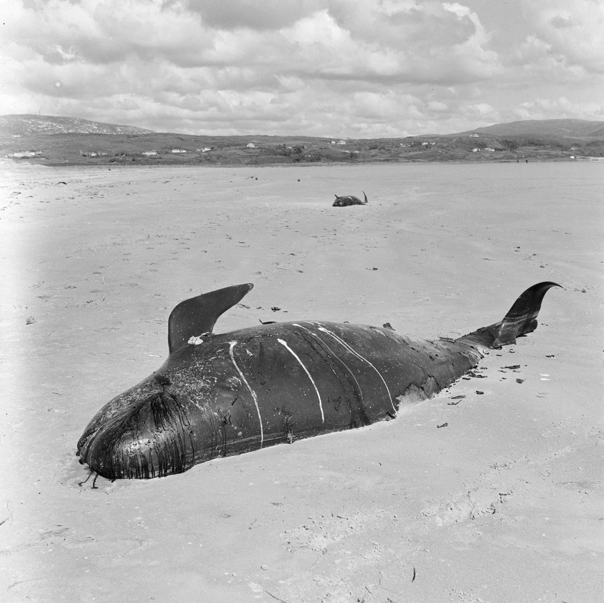 Dead whales on beach near Gweebarra Bay, Donegal