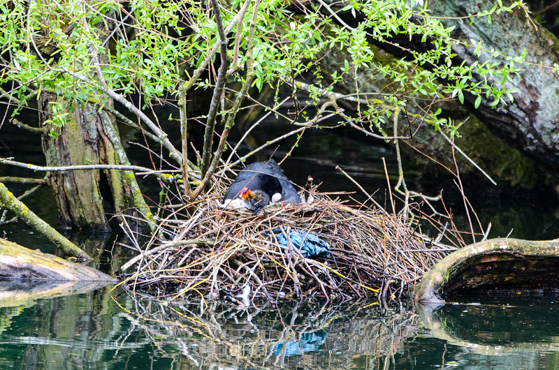 First swim (coots, West Park)