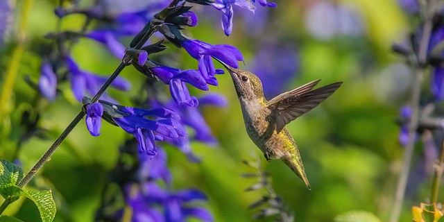 Mrs Anna Hummingbird