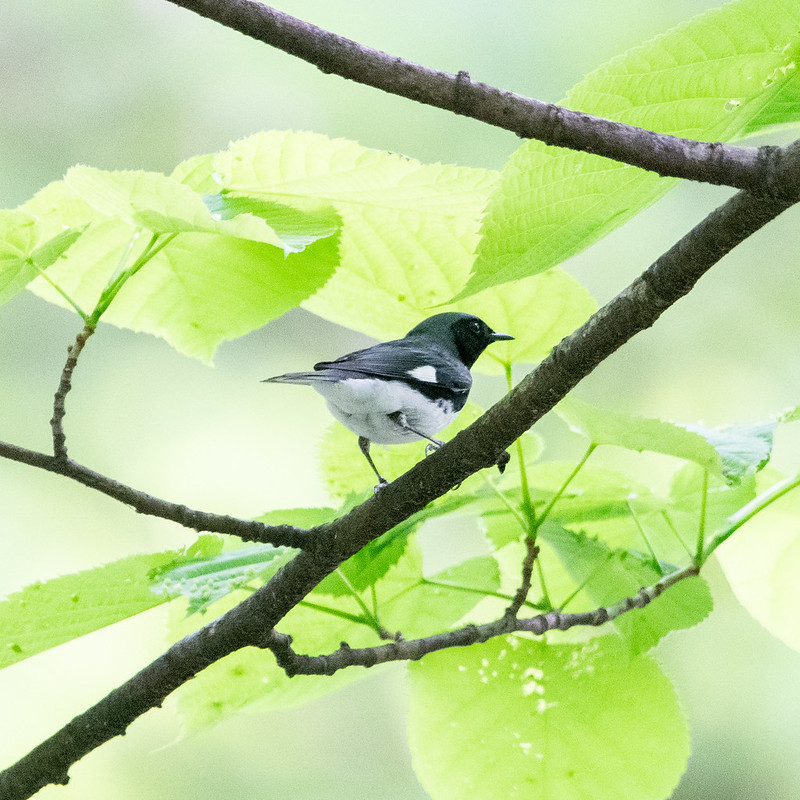 black-throated-blue-warbler-7884