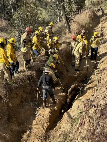 Horse Rescue in Sylmar by LAFD, At 4:34PM on May 7, 2023 the Los Angeles City Fire Department responded to the 14500 block of Olive 