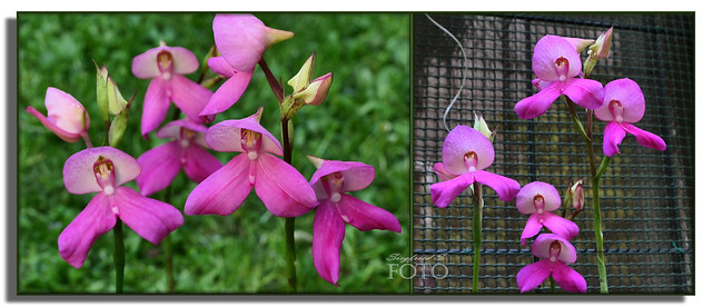 (in Explore) Erdorchidee Disa Unidiorosa „Rosy Face“ * Terrestrial Orchid Disa Unidiorosa “Rosy Face”