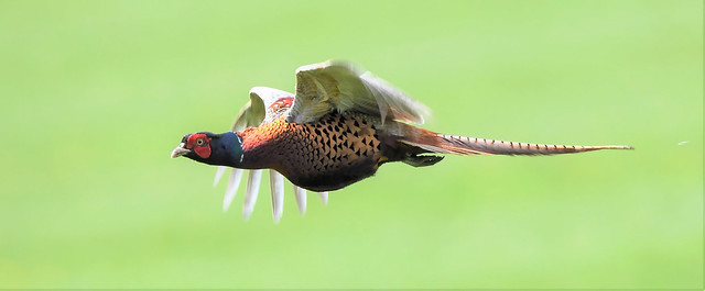 Cock Pheasant...